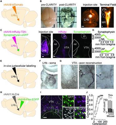 Output-Specific Adaptation of Habenula-Midbrain Excitatory Synapses During Cocaine Withdrawal